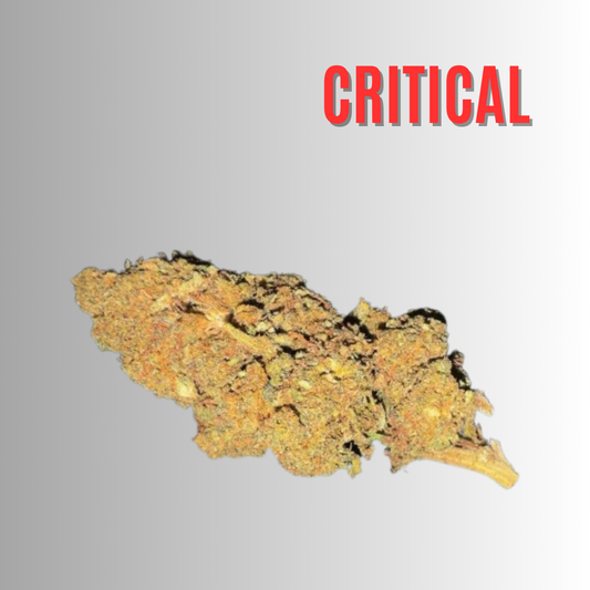 CRITICAL